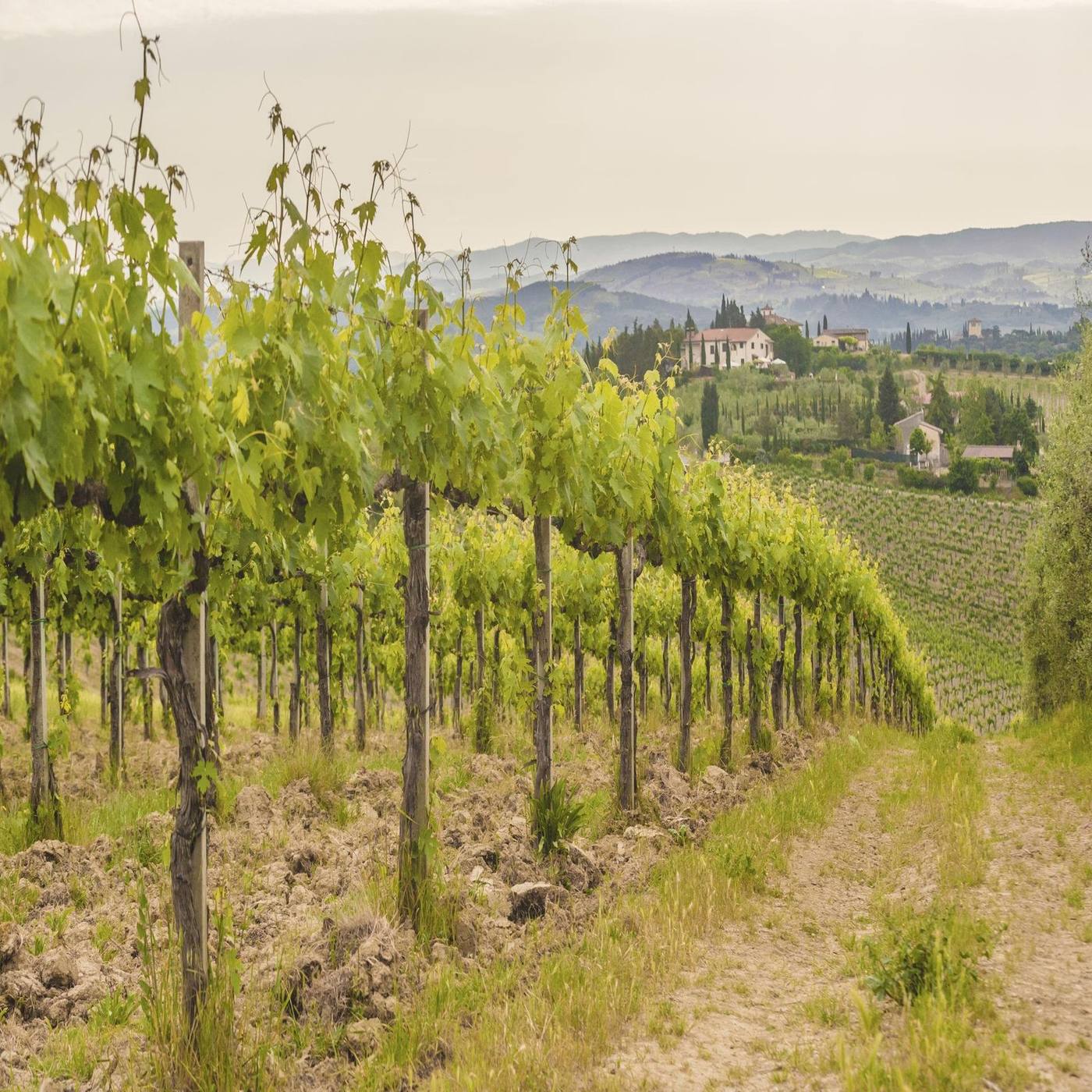 Green vineyard rows in the Italian countryside in spring