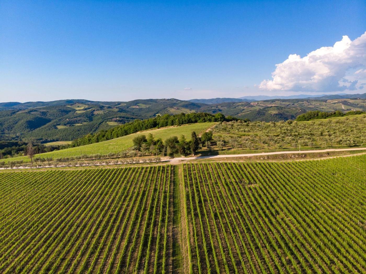 Bottle of red wine overlooking a Tuscan vineyard